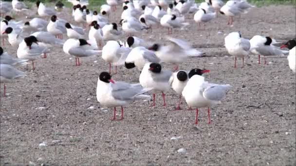 Rebanho de gaivotas à beira-mar — Vídeo de Stock