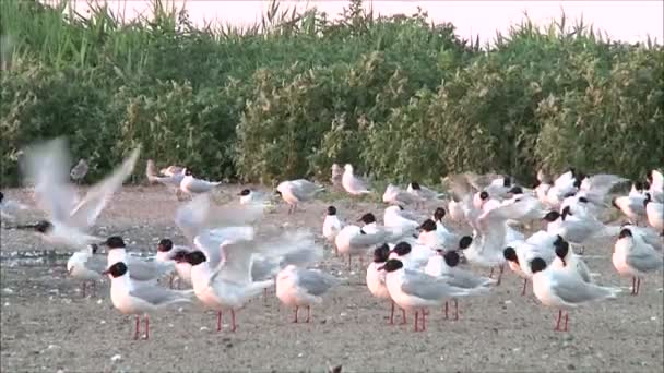 群海鸥在江边 — 图库视频影像