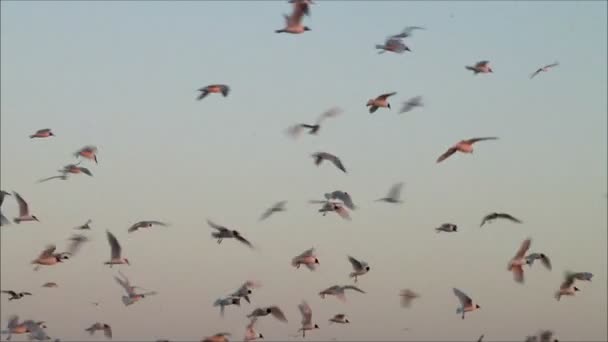 Måsar flyger mot himlen — Stockvideo