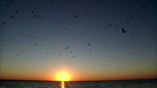 Vogels vliegen op achtergrond met zonsondergang — Stockvideo