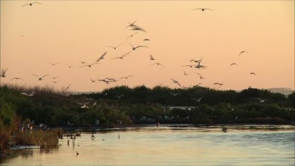 Vögel am Strand, flache Tiefe — Stockvideo