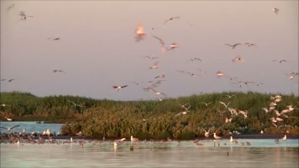 Vögel am Strand, flache Tiefe — Stockvideo