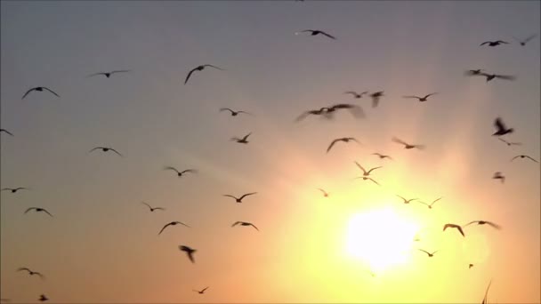 Птицы летают в небе — стоковое видео