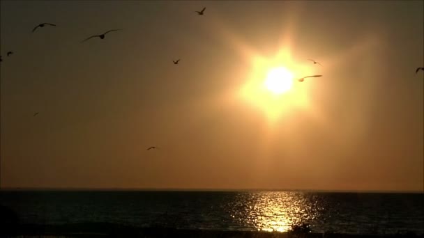 Vogels die in de lucht vliegen — Stockvideo