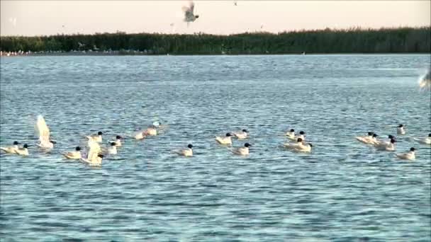 Möwen schwimmen auf dem Wasser — Stockvideo