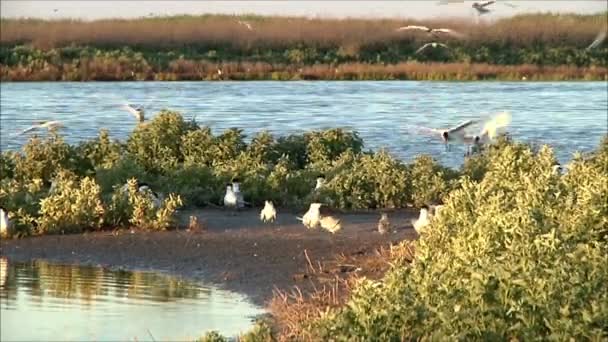 Meeuwen zittend op de kust — Stockvideo