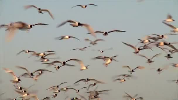 Mouettes volant contre le ciel — Video