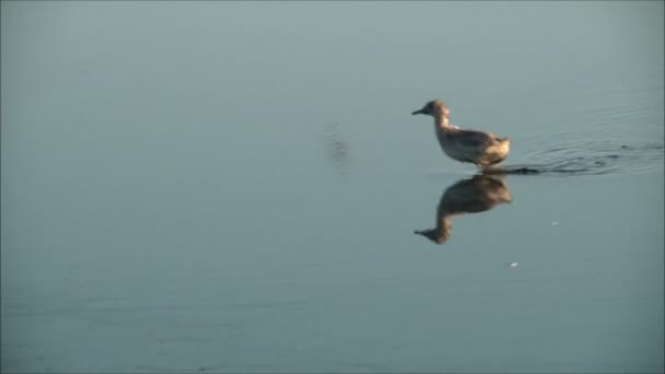 Liten mås rinnande från havet — Stockvideo