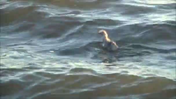 Gaviota bebiendo agua de mar — Vídeos de Stock