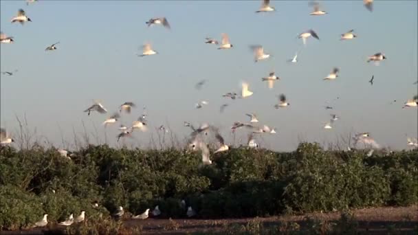 Meeuwen cirkelen over nesten — Stockvideo