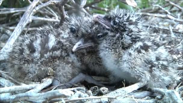 Petits oisillons de goélands — Video