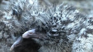 küçük martı yavrular