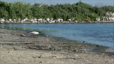 Martı fledglings su ile