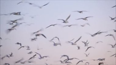 gökyüzüne karşı uçan martı