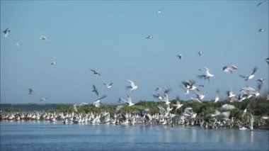 Kuşlar sahilde, sığ derinlik