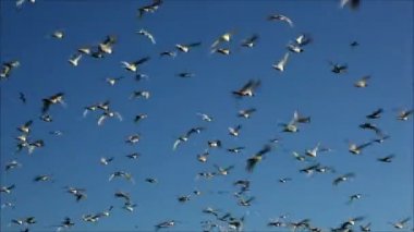 gökyüzüne karşı uçan martı