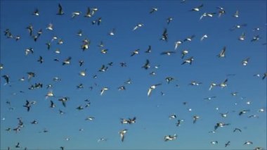 gökyüzüne karşı uçan martı