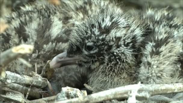 Petits oisillons de goélands — Video