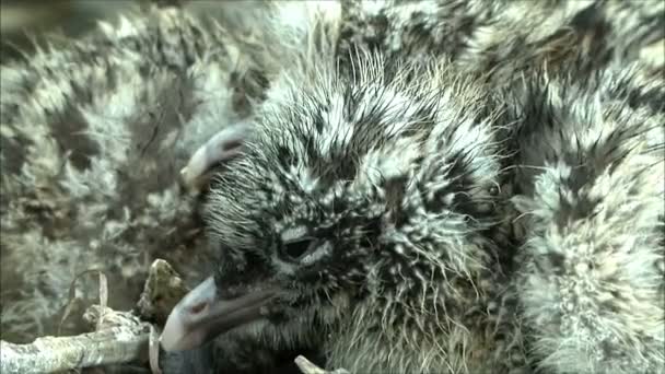 Pequeños polluelos de gaviota — Vídeos de Stock