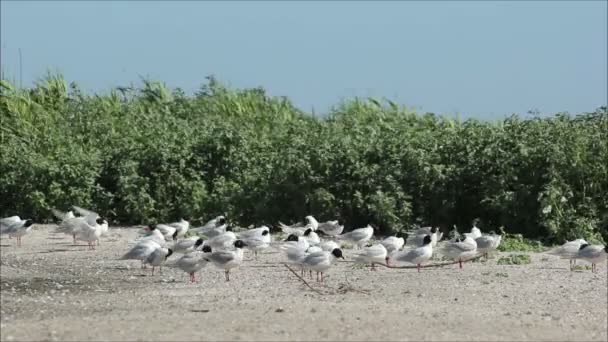 Måsar sitta på stranden — Stockvideo