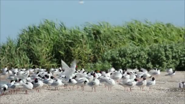 Gaviotas sentadas en la orilla del mar — Vídeo de stock