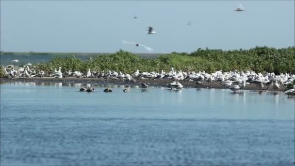 Gaviotas con polluelos en el agua — Vídeo de stock