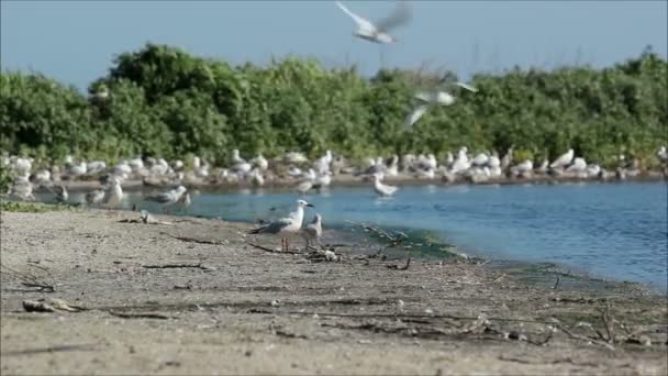 Gaviotas con polluelos en el agua — Vídeos de Stock