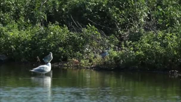 Vögel fliegen über die Nester — Stockvideo