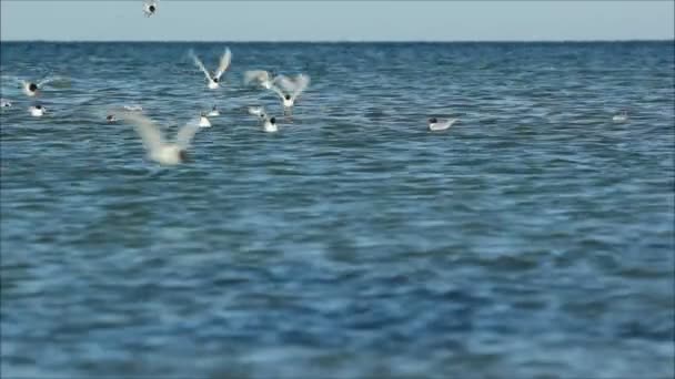 Möwen schwimmen auf dem Wasser — Stockvideo