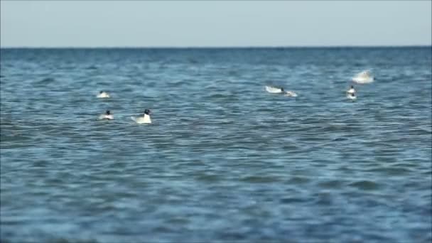 Meeuwen zwemmen op het water — Stockvideo