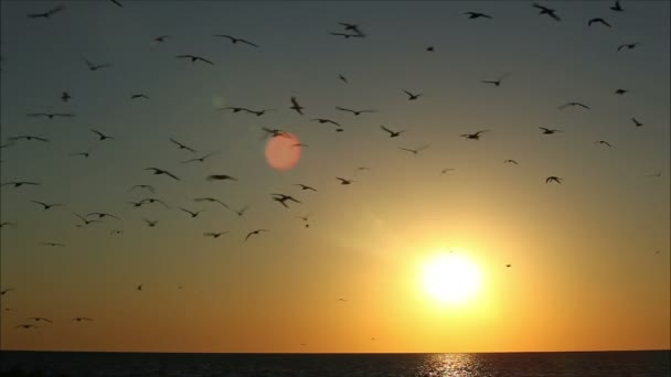 Vögel fliegen in den Himmel — Stockvideo