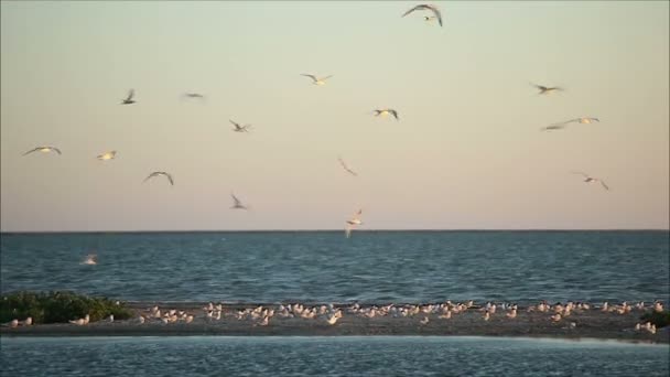 Birds fly up — Stock Video