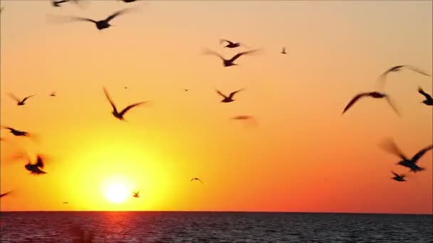 Aves voando no fundo com o pôr do sol — Vídeo de Stock