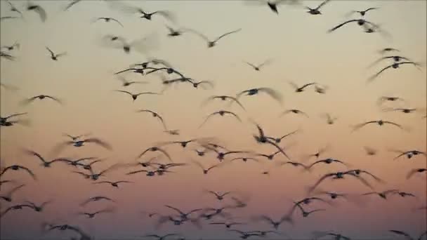 Mouettes volant contre le ciel — Video