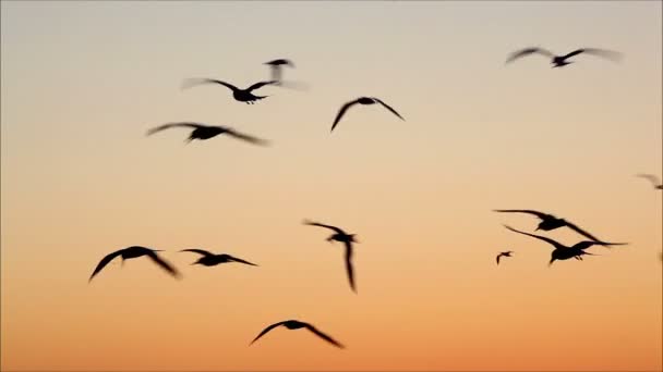 Gaivotas voando contra o céu — Vídeo de Stock