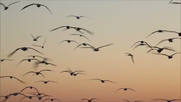 Mouettes volant contre le ciel — Video