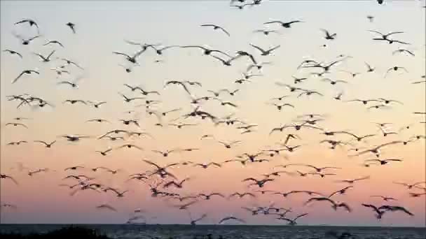 Ptáků, kteří létali proti barevný západ slunce — Stock video