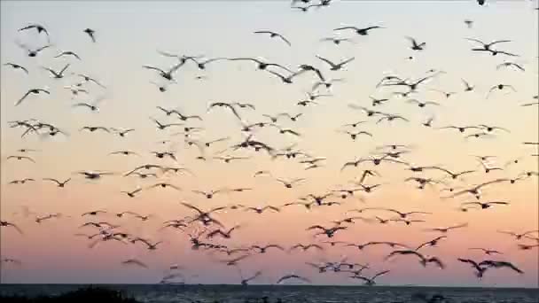 Pássaros voando contra um pôr do sol colorido — Vídeo de Stock