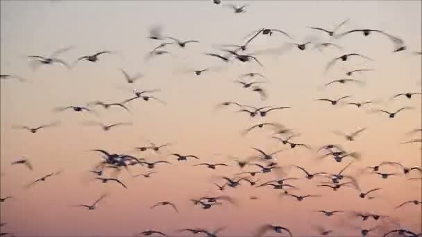 Gaviotas volando contra el cielo — Vídeos de Stock