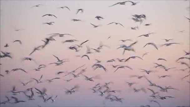 Möwen fliegen gegen den Himmel — Stockvideo