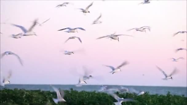 Repülő szemben a színes sunset madarak — Stock videók