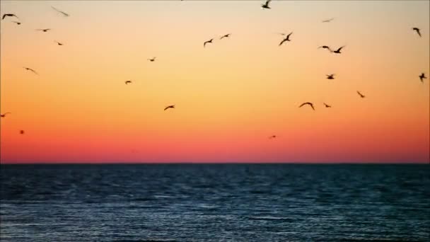 Birds flying against a colorful sunset — Stock Video