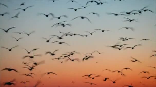 Gökyüzüne karşı uçan martı — Stok video