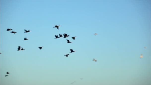 Mouettes volant contre le ciel — Video