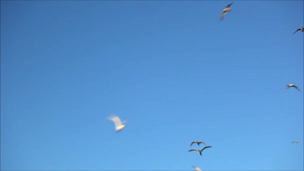 Måsar flyger mot himlen — Stockvideo