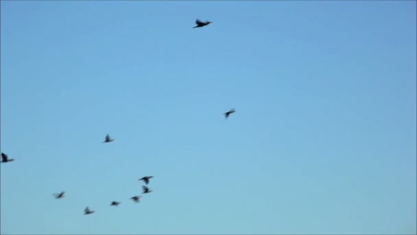 Möwen fliegen gegen den Himmel — Stockvideo