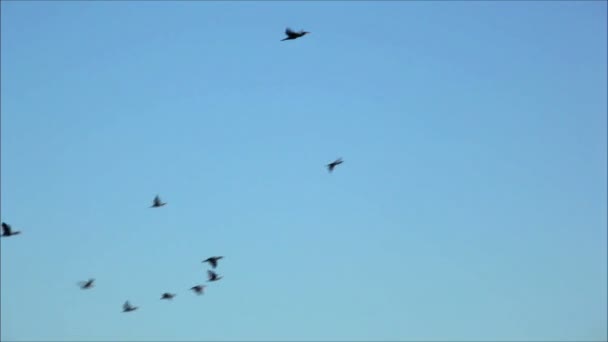 Gaviotas volando contra el cielo — Vídeos de Stock