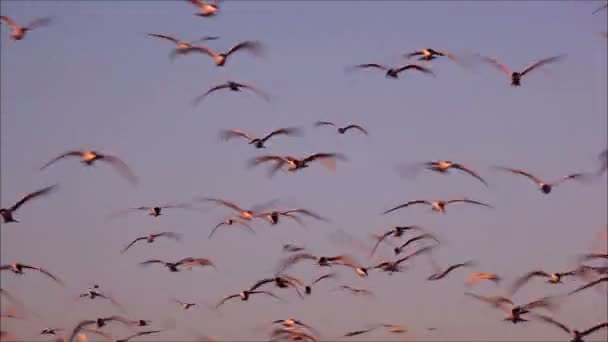 Måsar flyger mot himlen — Stockvideo