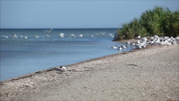 Gaivotas com gaivotas na água — Vídeo de Stock