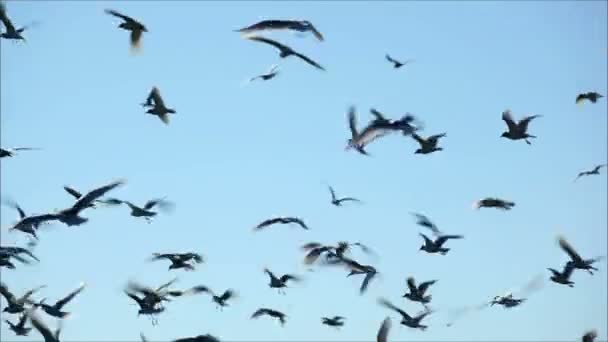 Gaivotas voando contra o céu — Vídeo de Stock